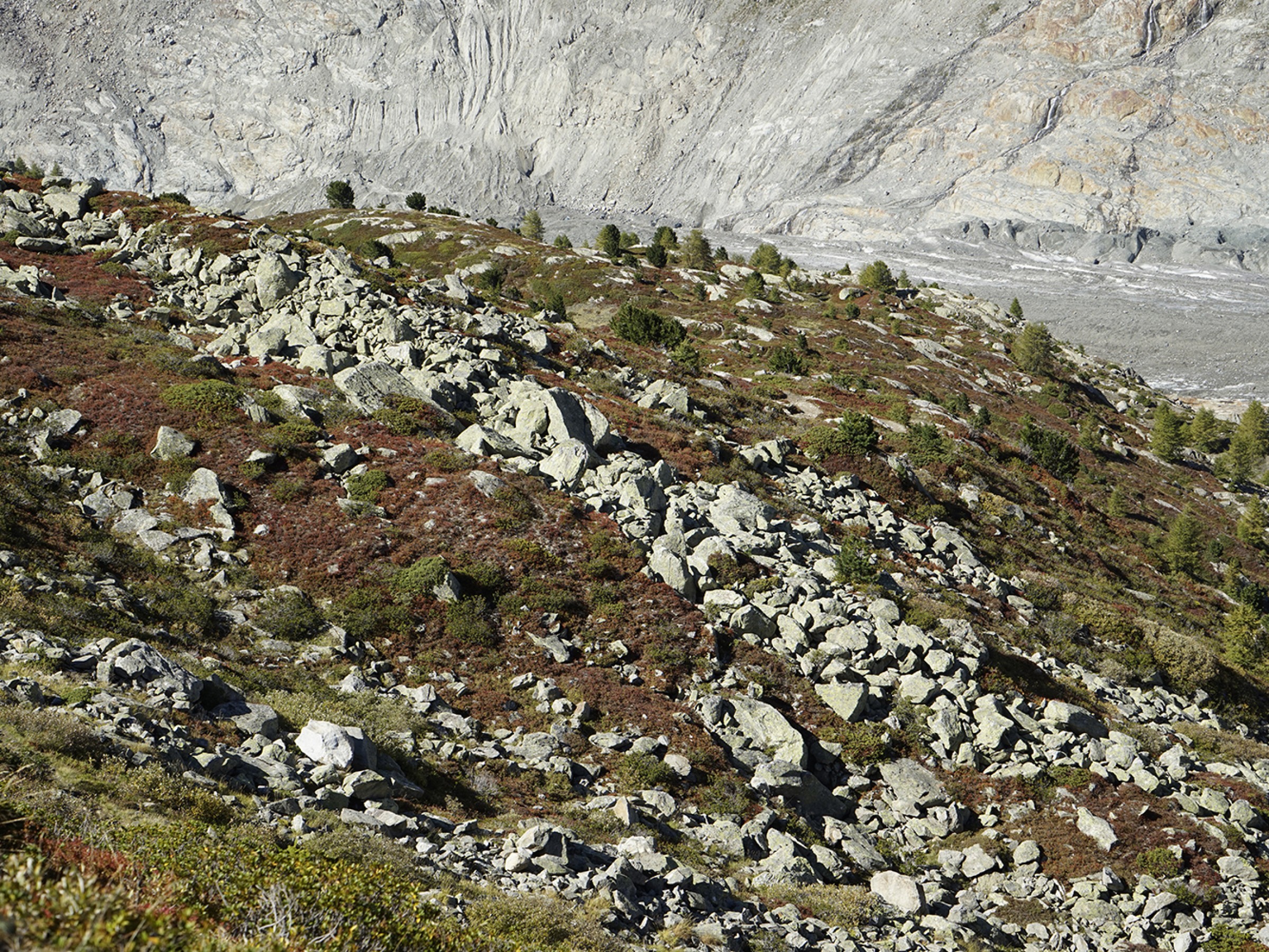 Sabine Tholen – Moosfluh